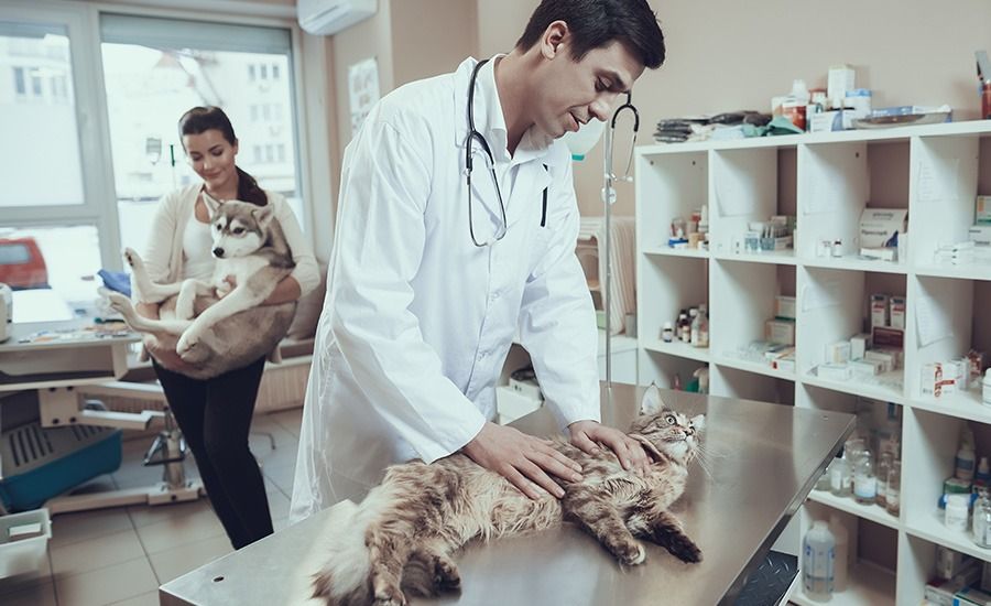 Curso de Anestesiologia de Pequenos Animais